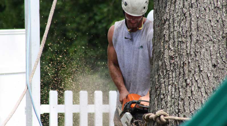 Tree Service Hampton Roads